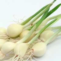 サンプル商品提供します